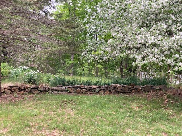 Narcissus on a stone wall